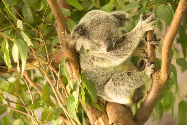 Koala by itself eating.  — Fotografia de Stock